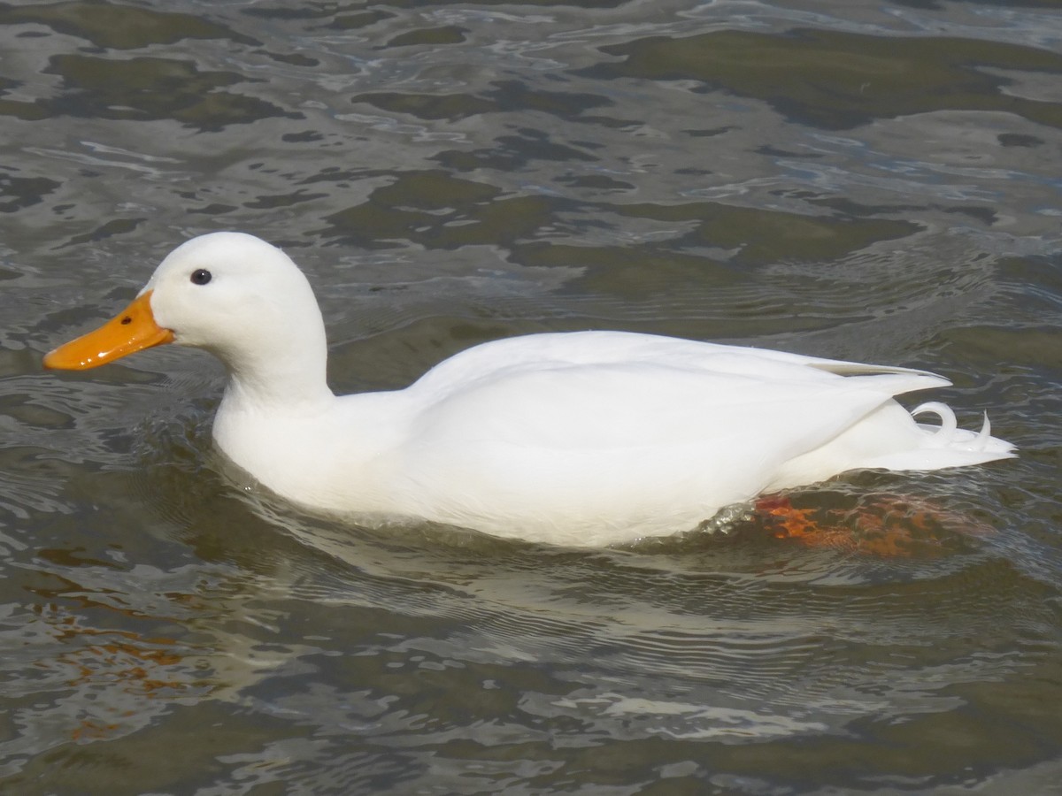 Mallard (Domestic type) - ML617125806