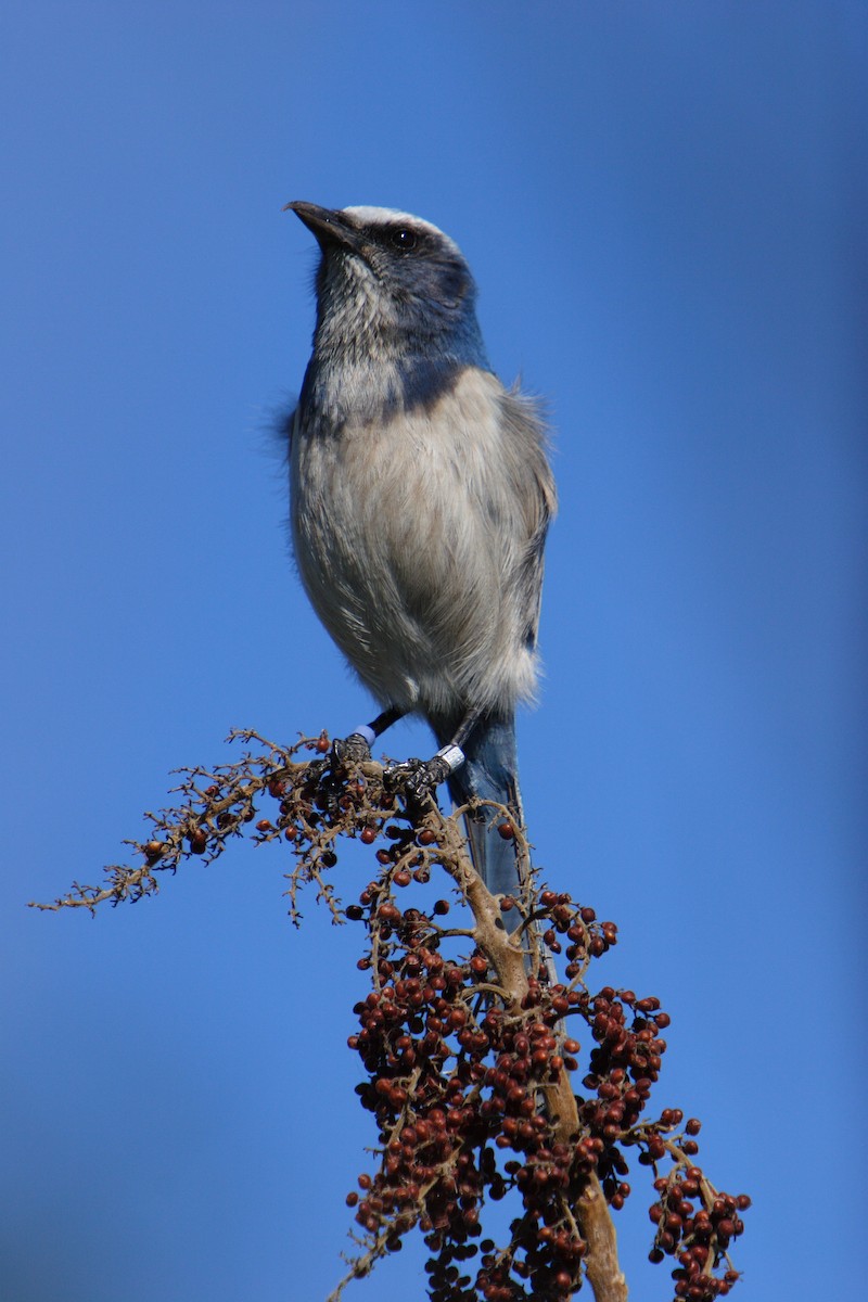 Florida Scrub-Jay - ML617125841