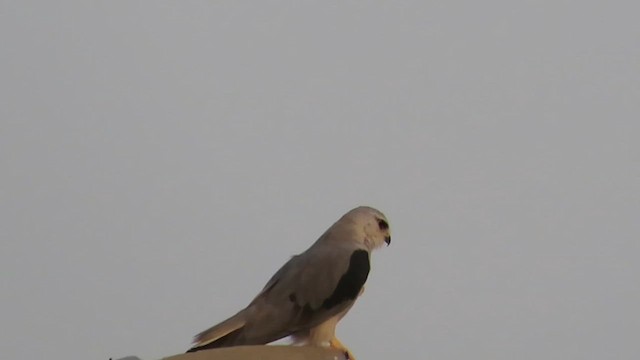 Black-winged Kite - ML617125898