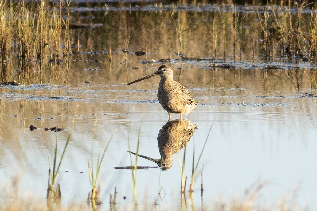 Long-billed Dowitcher - ML617125911