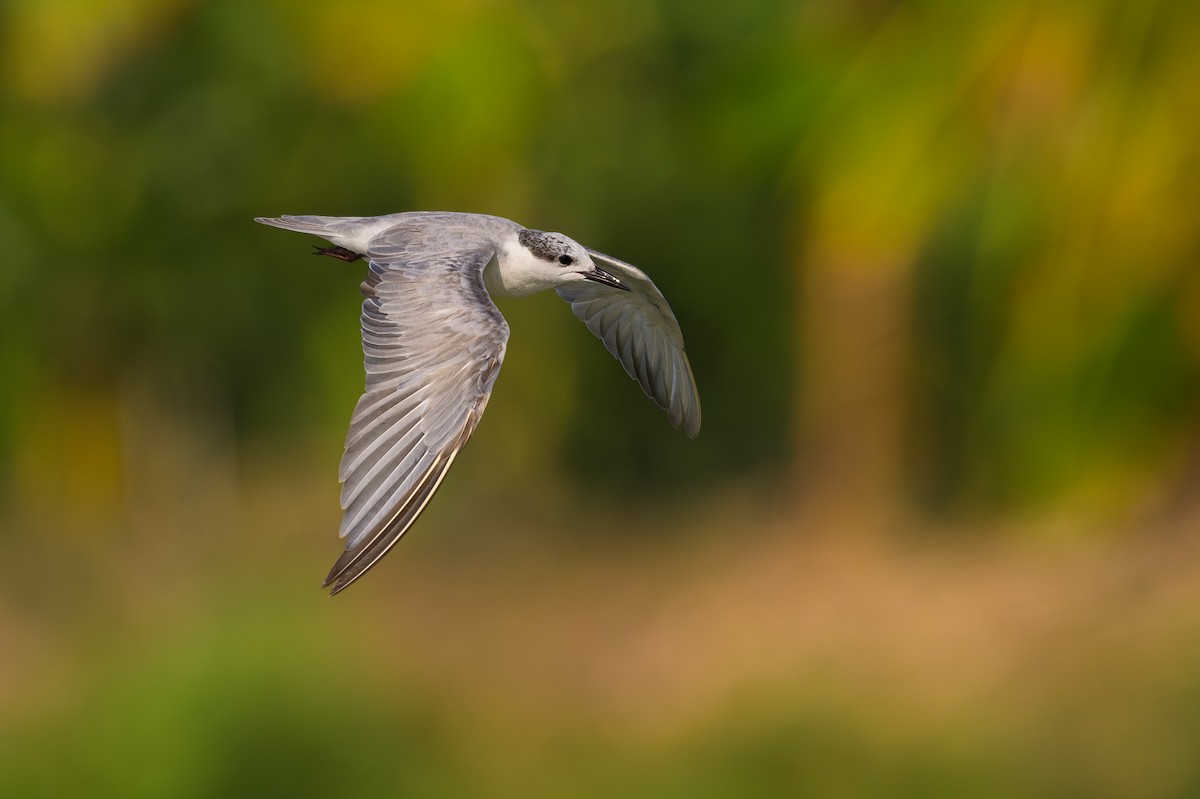 Whiskered Tern - ML617125934