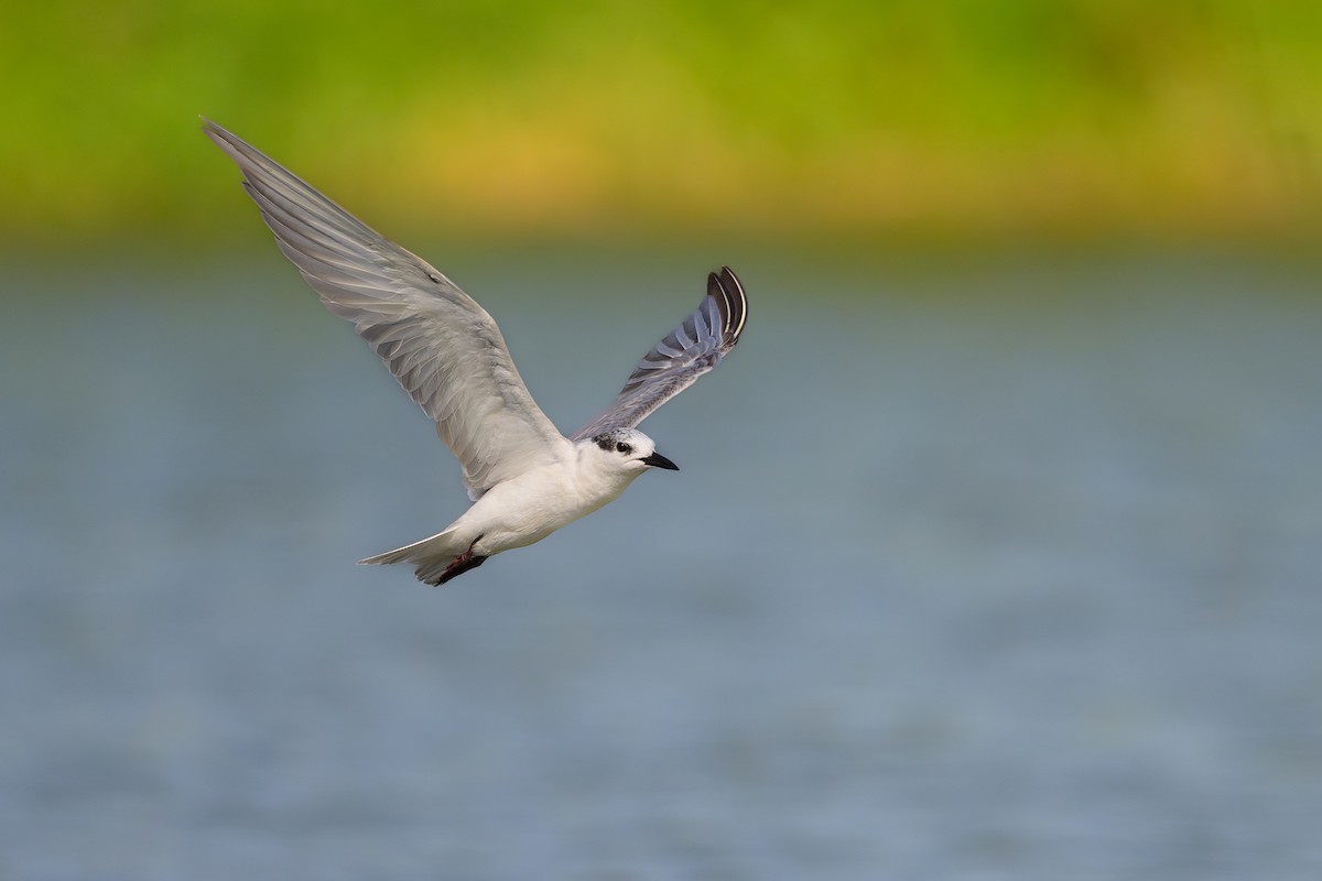 Whiskered Tern - ML617125935