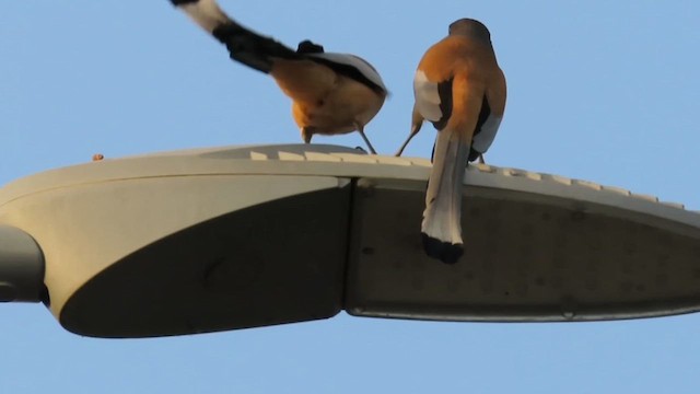 Rufous Treepie - ML617125946