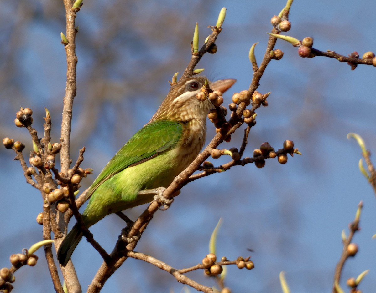 barbet bělolící - ML617125960