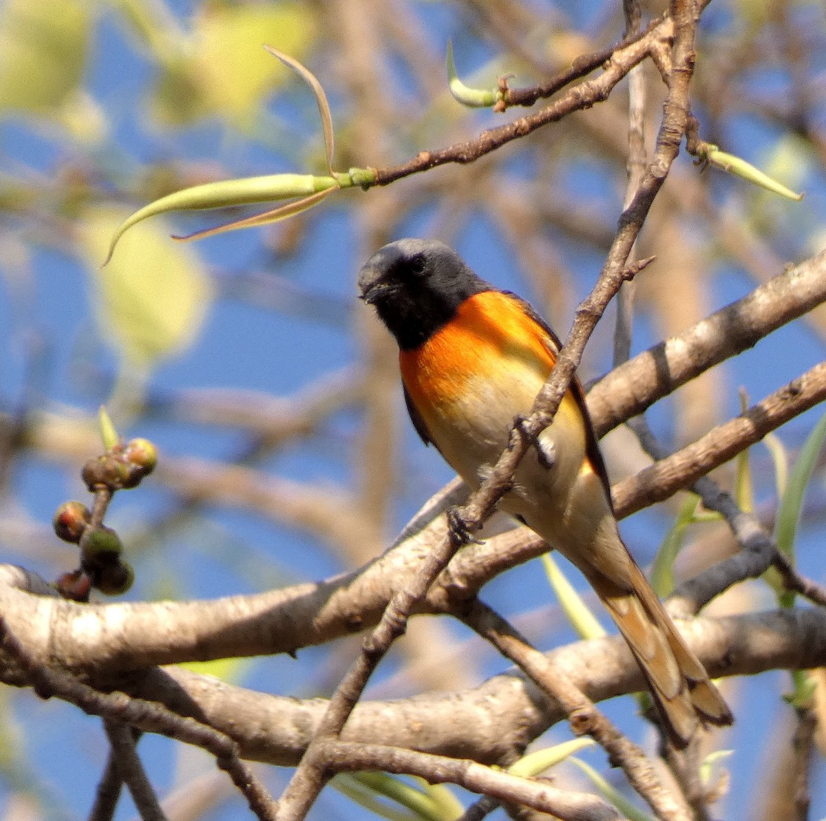 Small Minivet - ML617125995