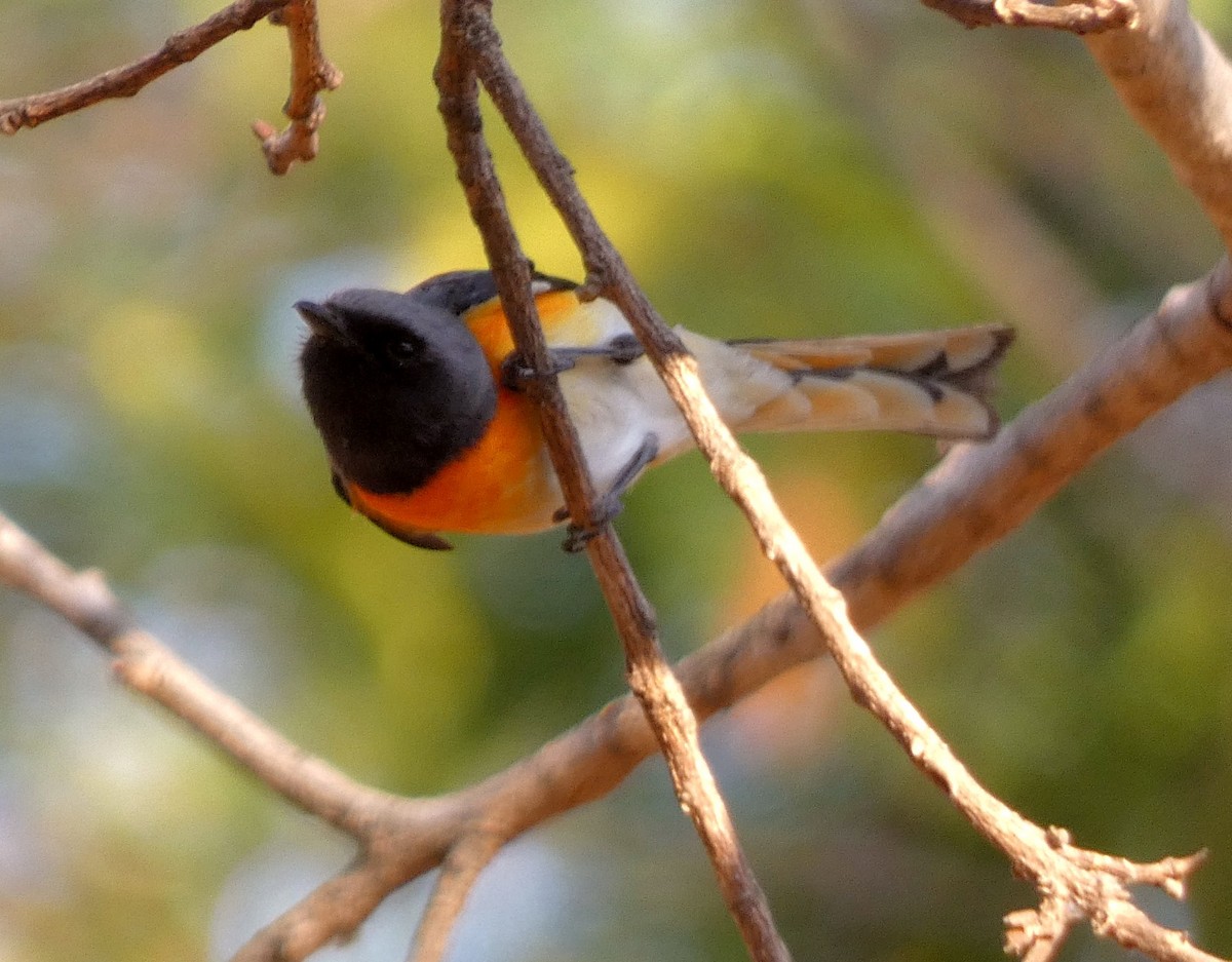 Küçük Minivet - ML617126050