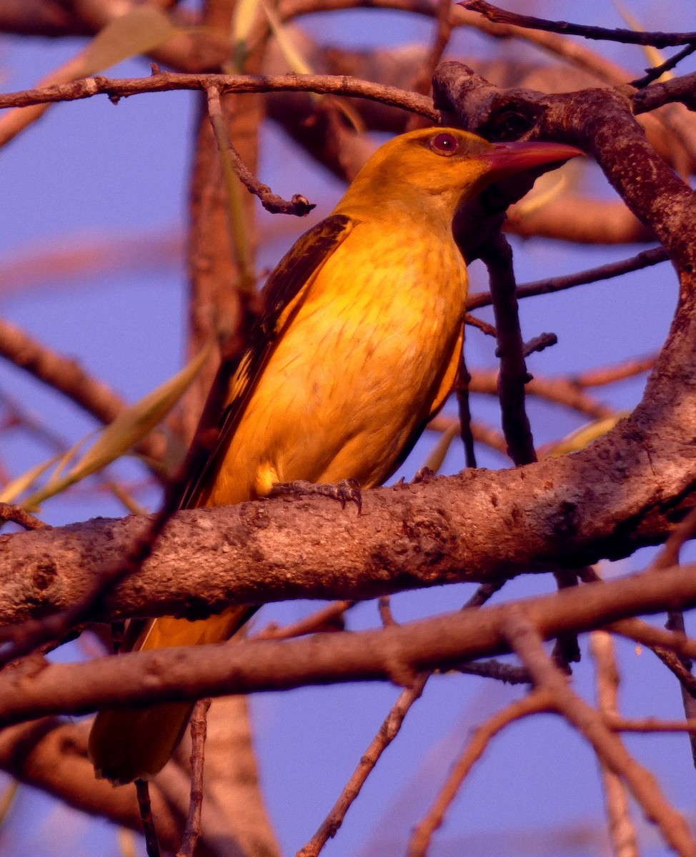 Indian Golden Oriole - ML617126060