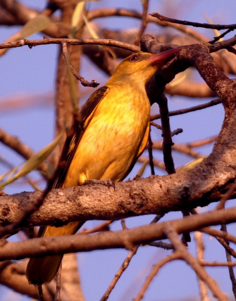 Indian Golden Oriole - ML617126061