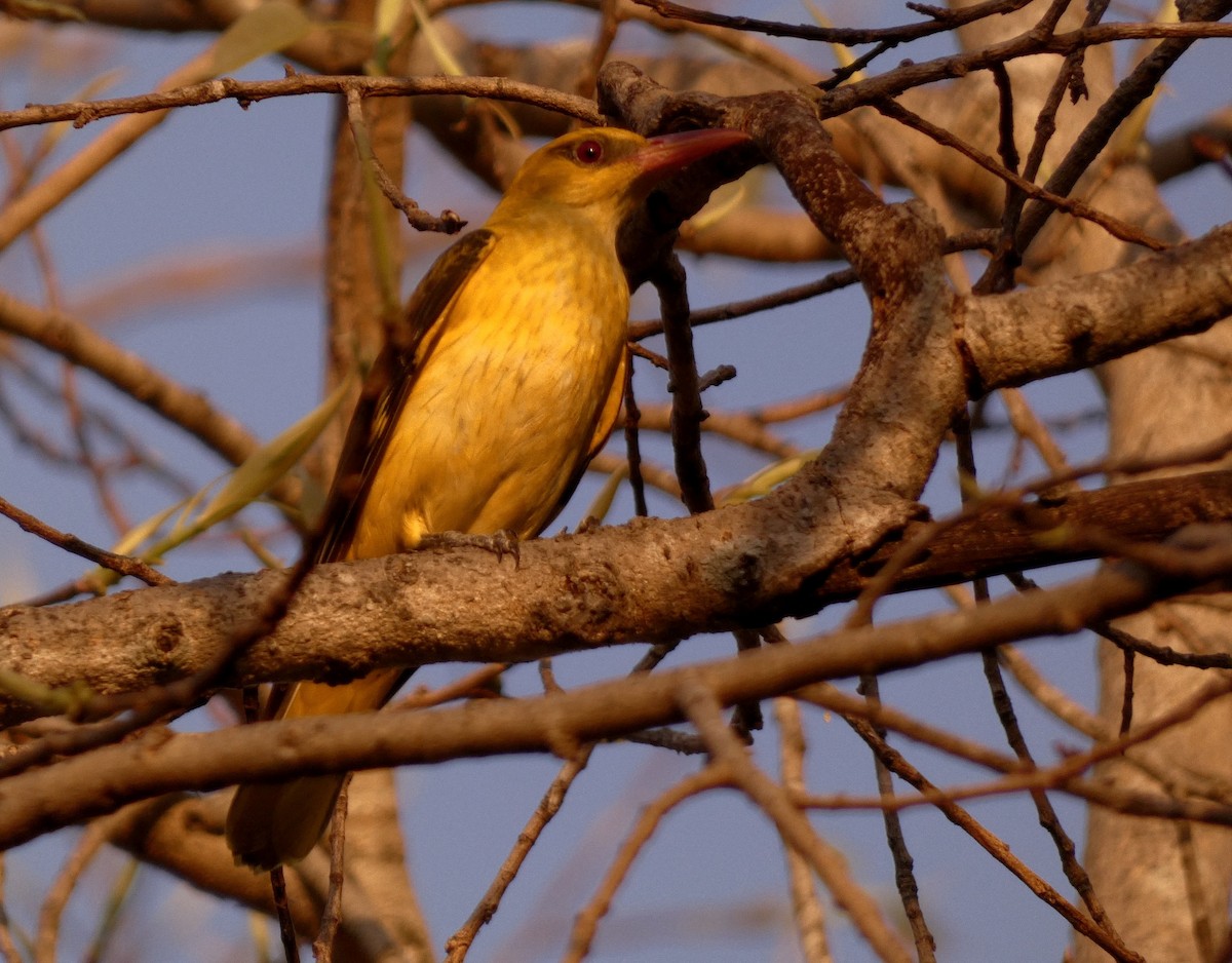 Indian Golden Oriole - ML617126062
