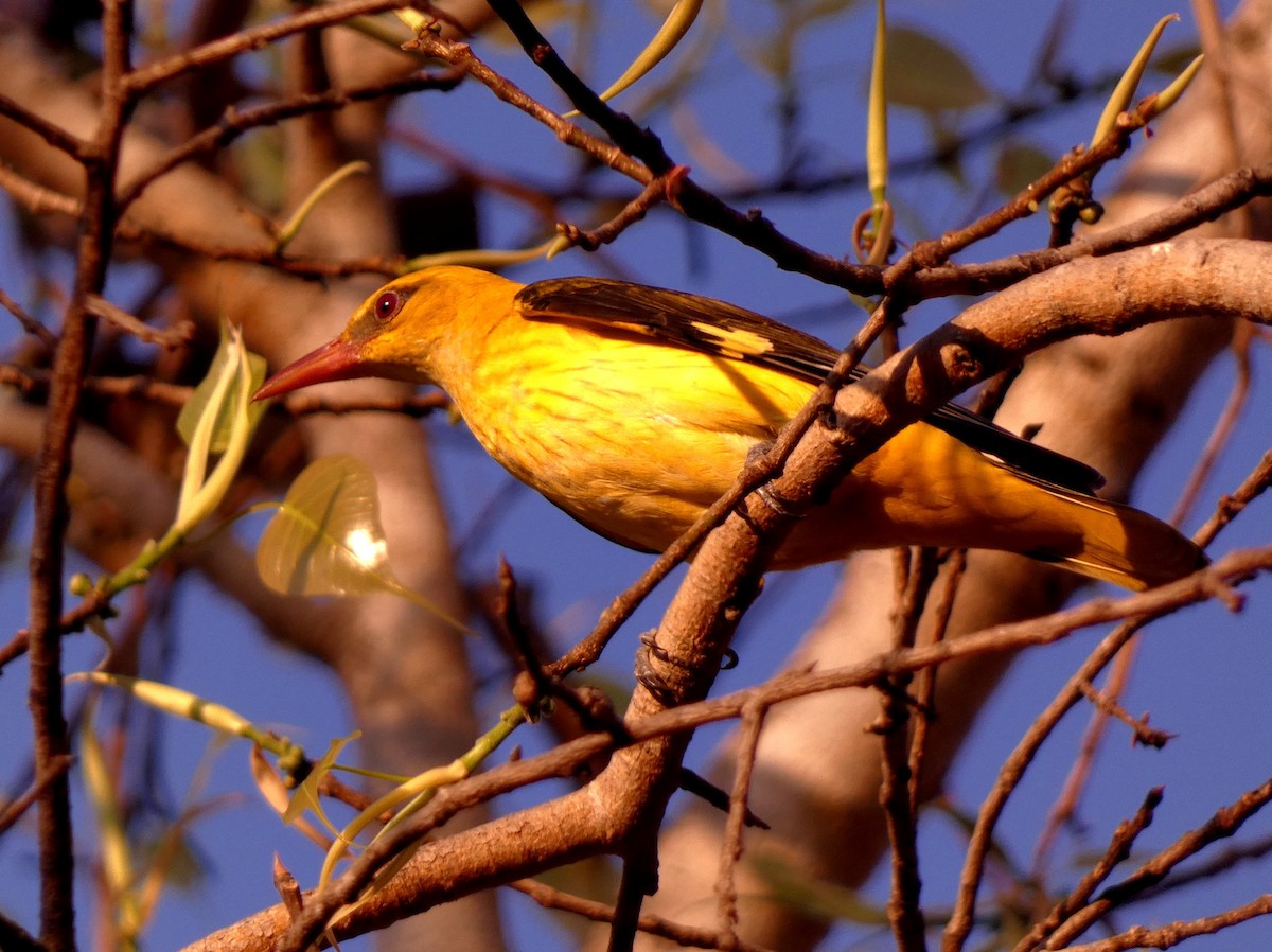 Indian Golden Oriole - ML617126077