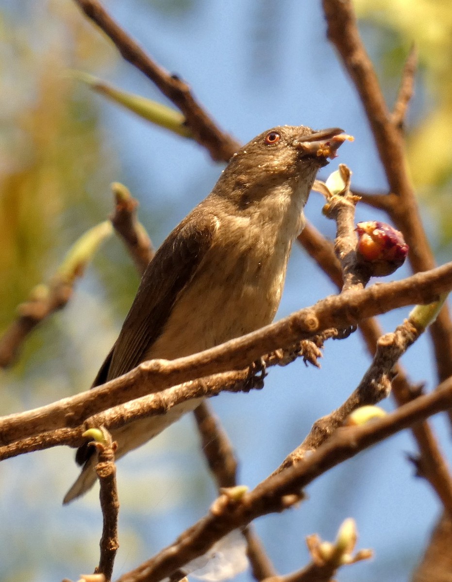 Thick-billed Flowerpecker - ML617126092