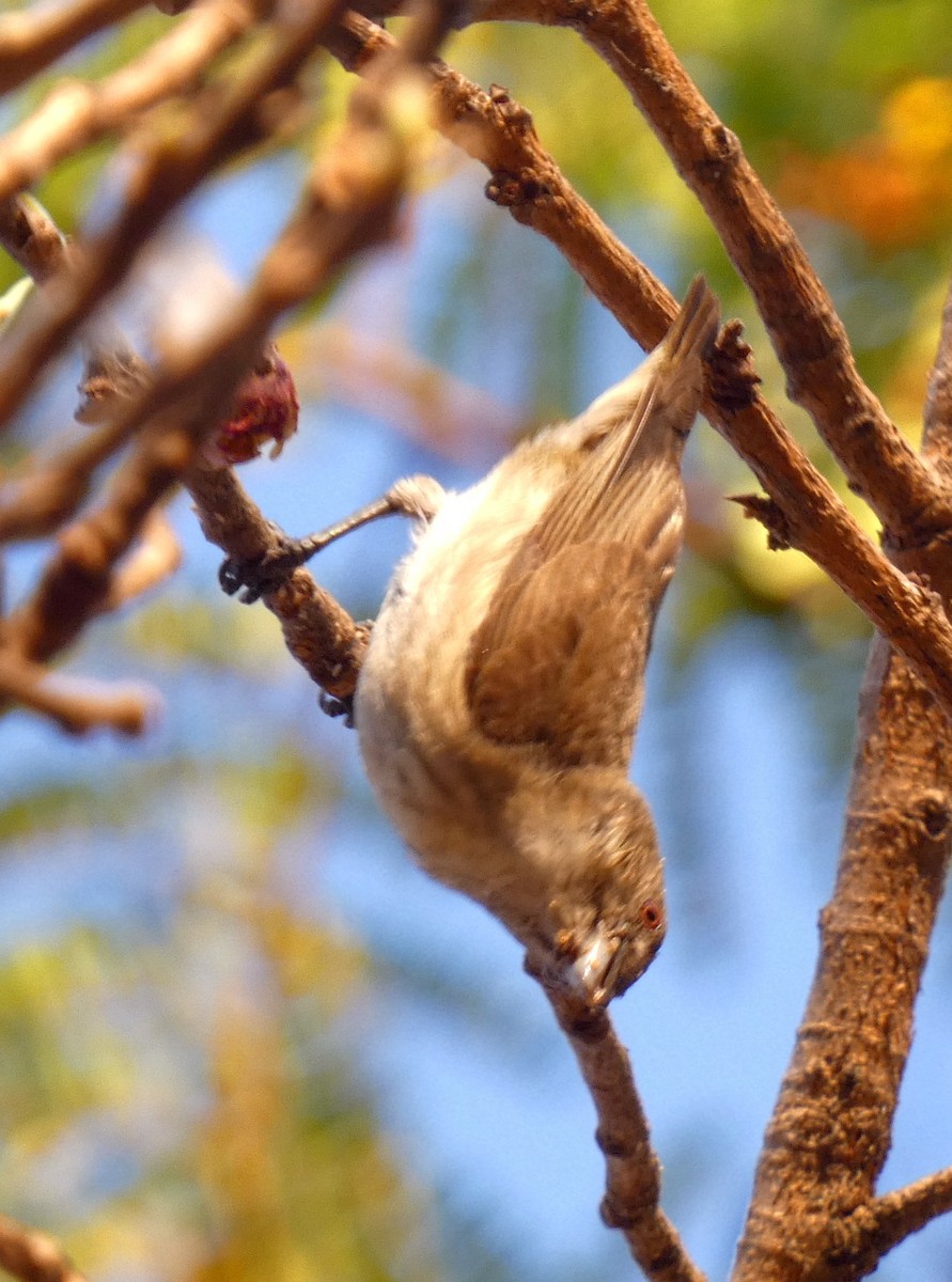 Thick-billed Flowerpecker - Santharam V