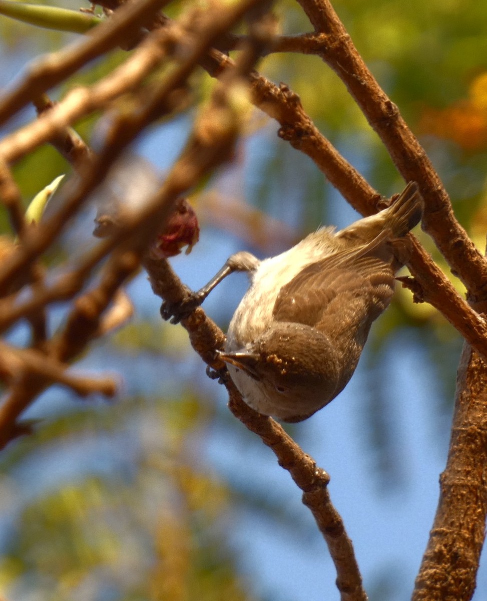 Thick-billed Flowerpecker - ML617126094