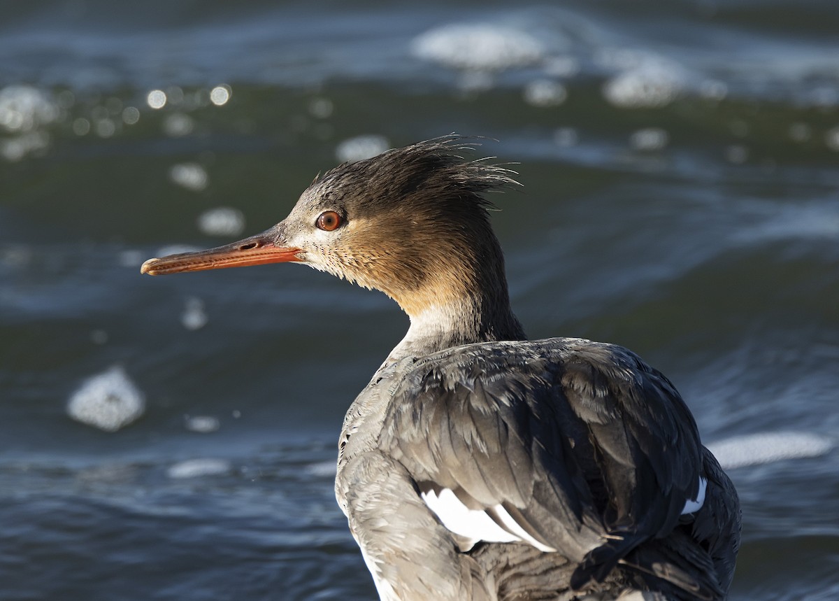 Red-breasted Merganser - terry moore