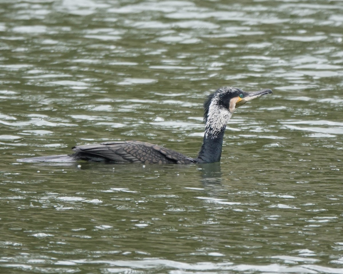 Great Cormorant - Ronet Santos