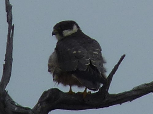 Alcotán Europeo - ML617126218