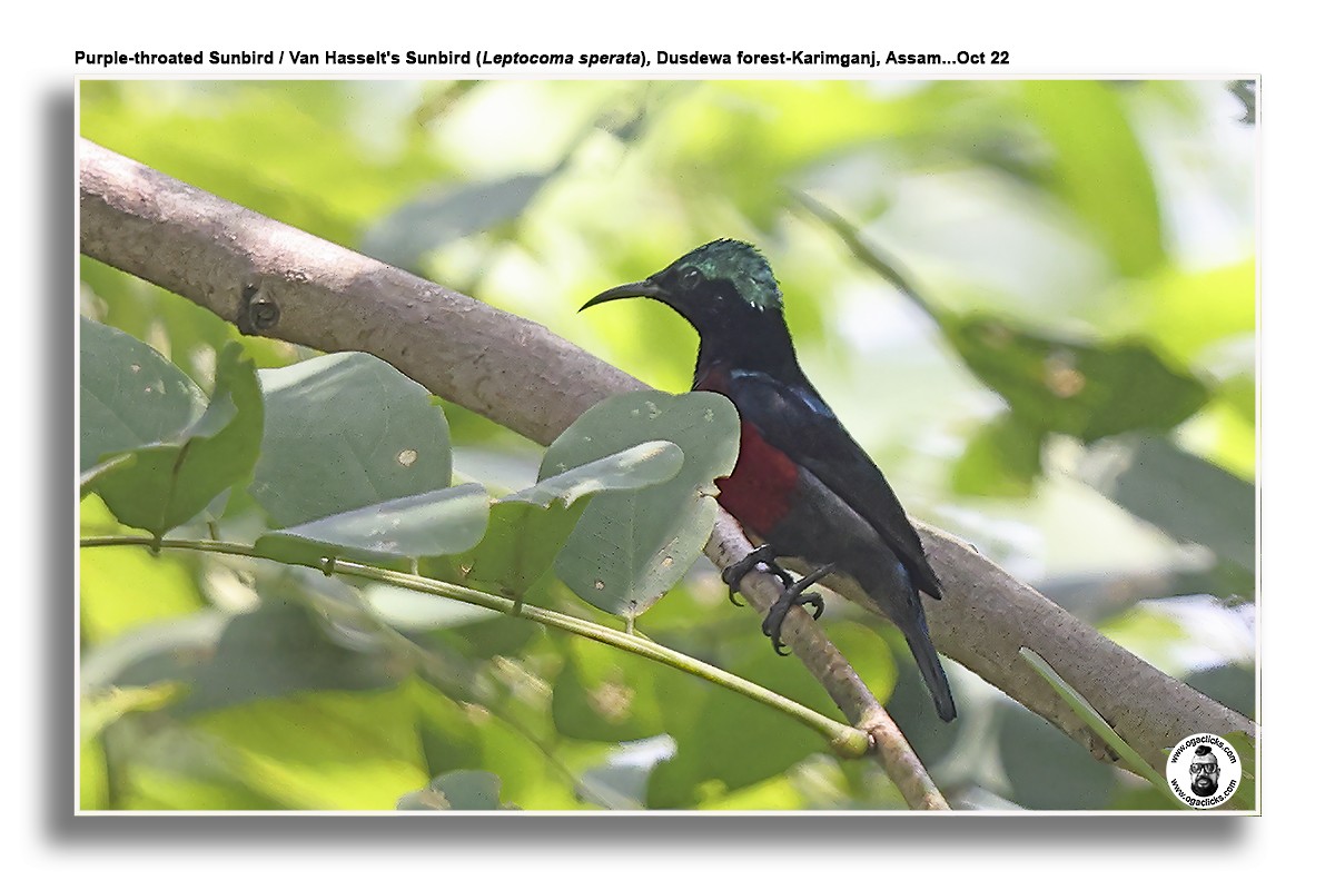 Van Hasselt's Sunbird - Saravanan Janakarajan