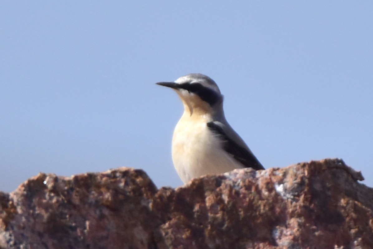 Northern Wheatear - Kudaibergen Amirekul