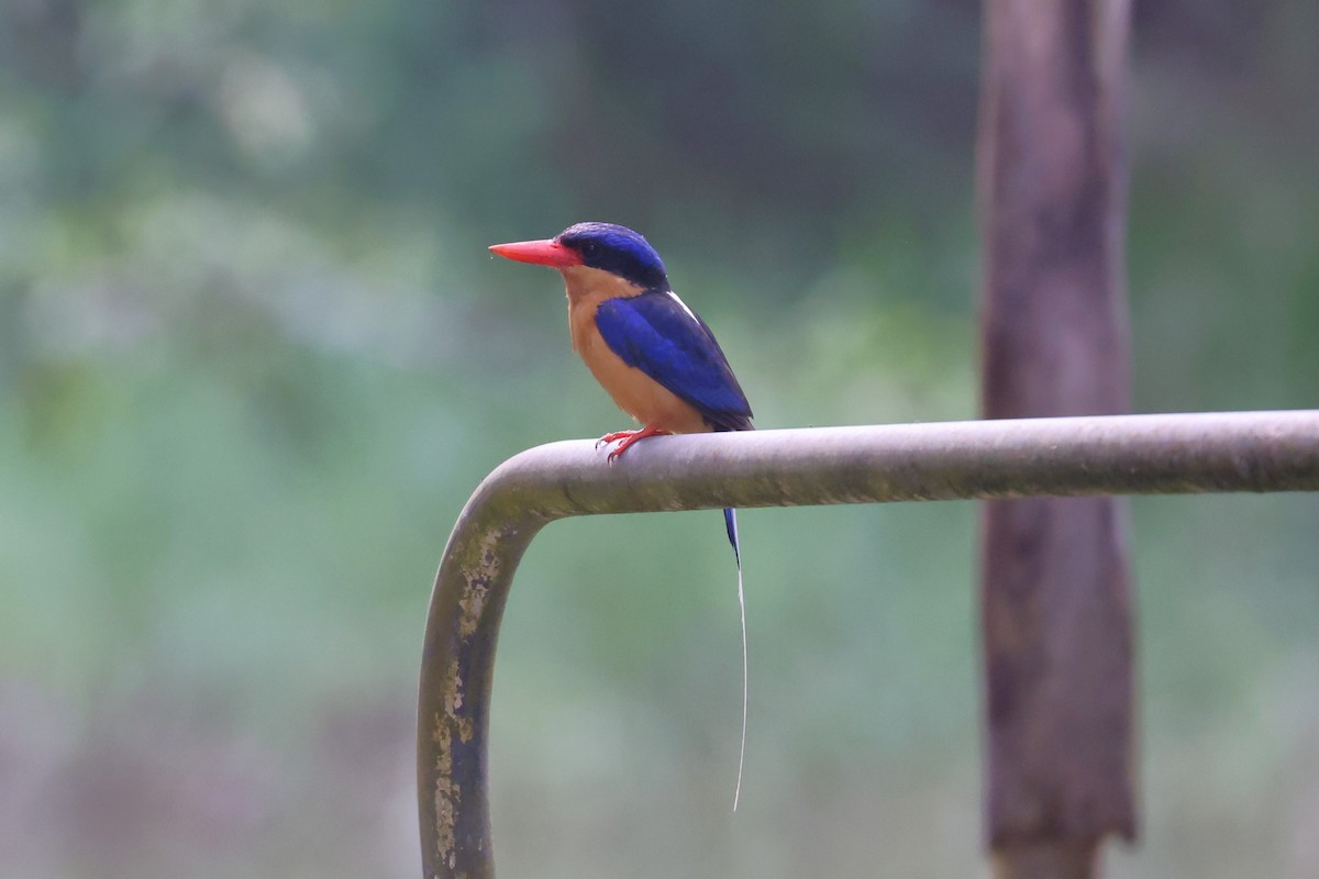 Buff-breasted Paradise-Kingfisher - ML617126275