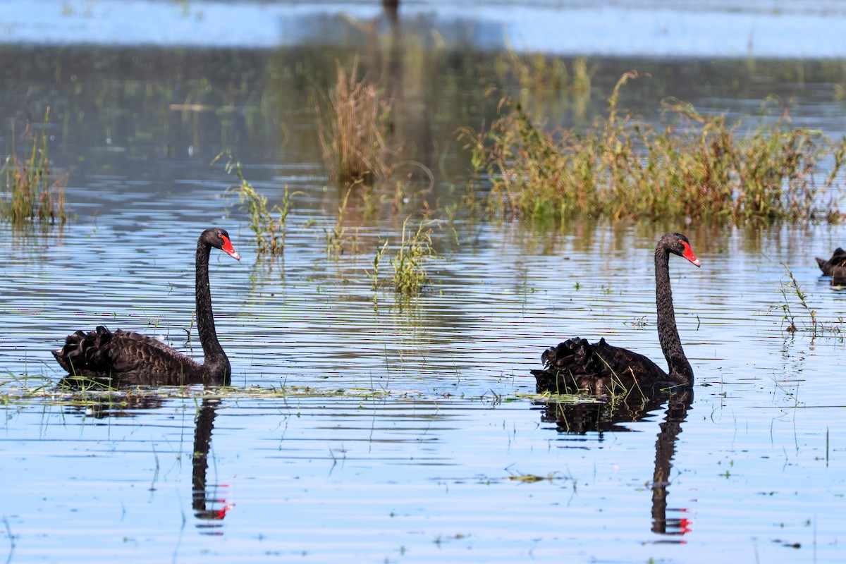 Black Swan - ML617126418