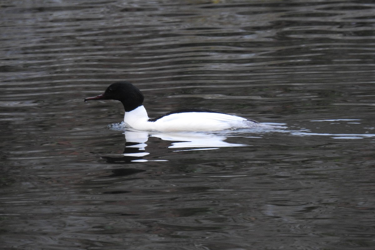 Common Merganser - Peter Hines