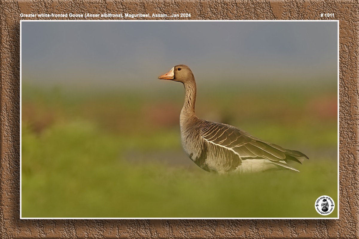 Greater White-fronted Goose - ML617126446
