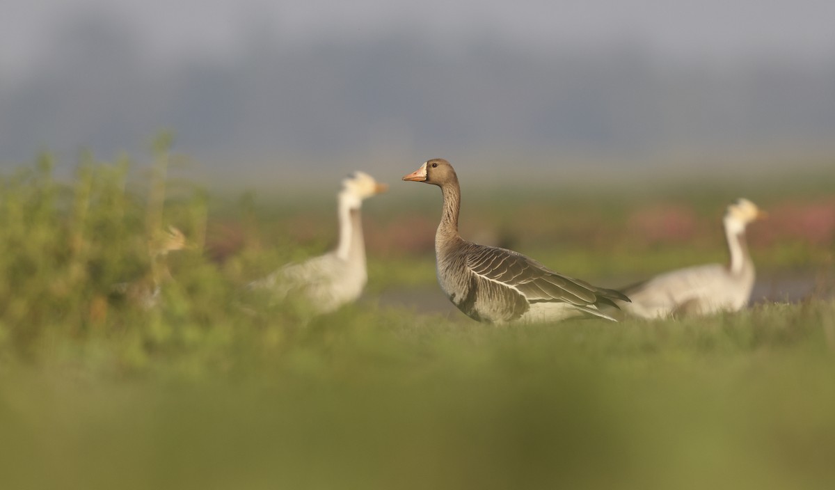 Graylag Goose - Saravanan Janakarajan