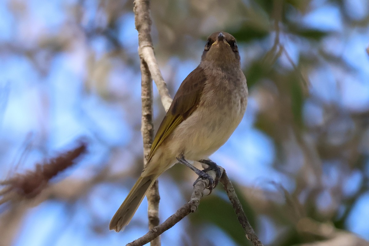 Brown Honeyeater - Sonia Boughton