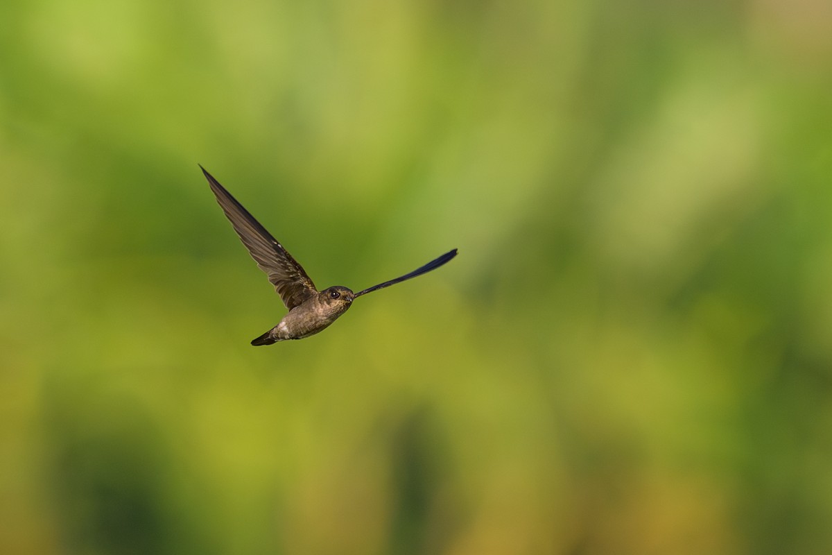 Germain's Swiftlet - ML617126516