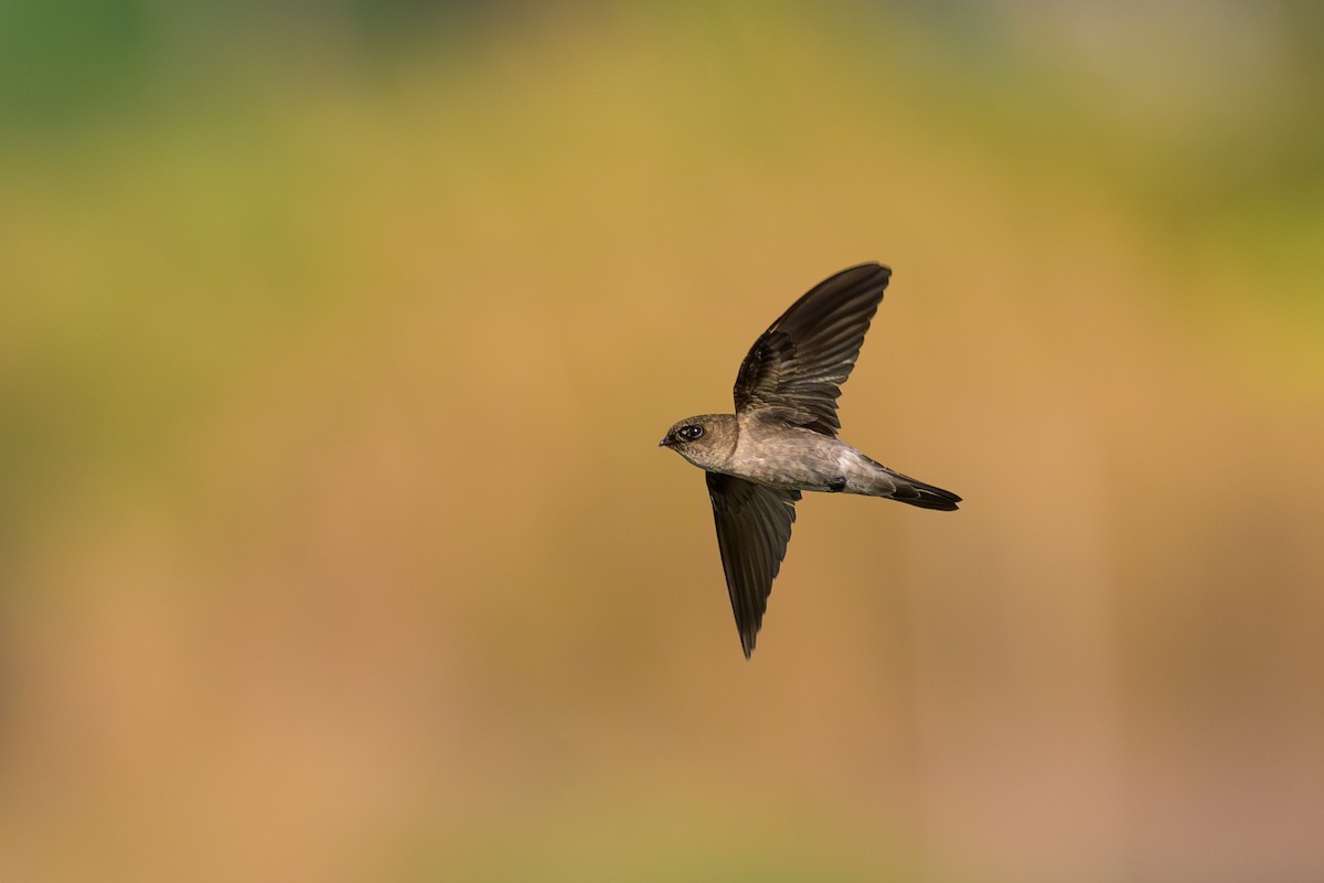 Germain's Swiftlet - ML617126520