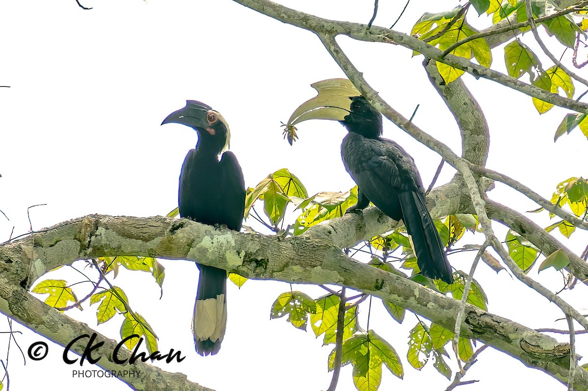 Black Hornbill - Chee Keong  Chan