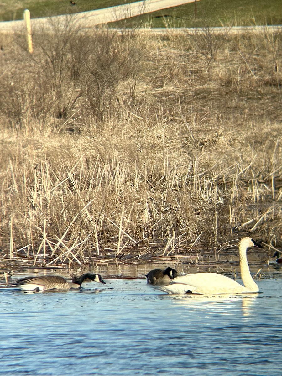 Trumpeter Swan - Brandon Prim