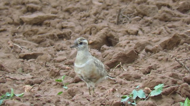 Eurasian Dotterel - ML617126538