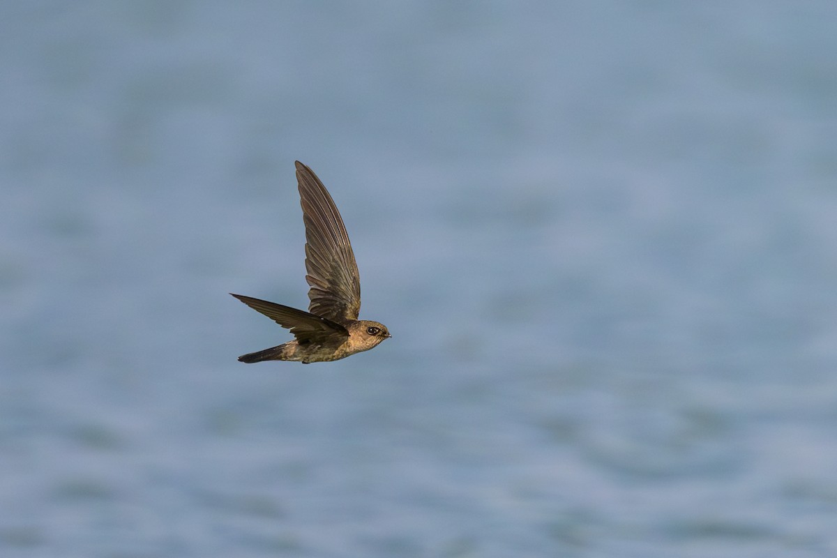 Germain's Swiftlet - ML617126553