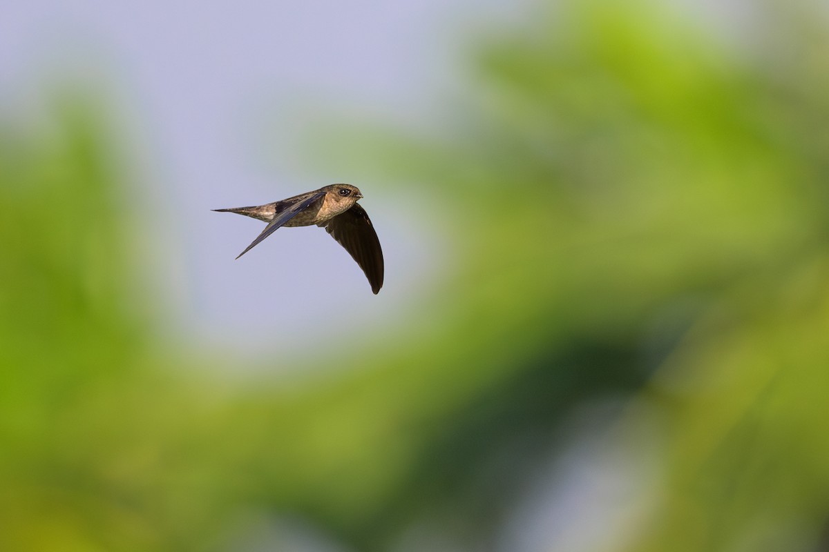 Germain's Swiftlet - ML617126554