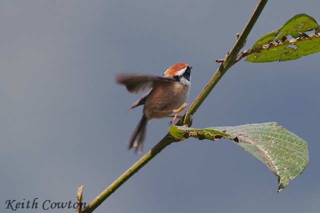 Black-throated Tit (Red-headed) - ML617126555