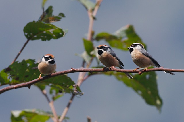 Black-throated Tit (Red-headed) - ML617126558