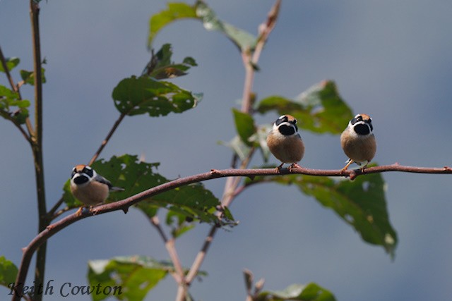 Black-throated Tit (Red-headed) - ML617126560