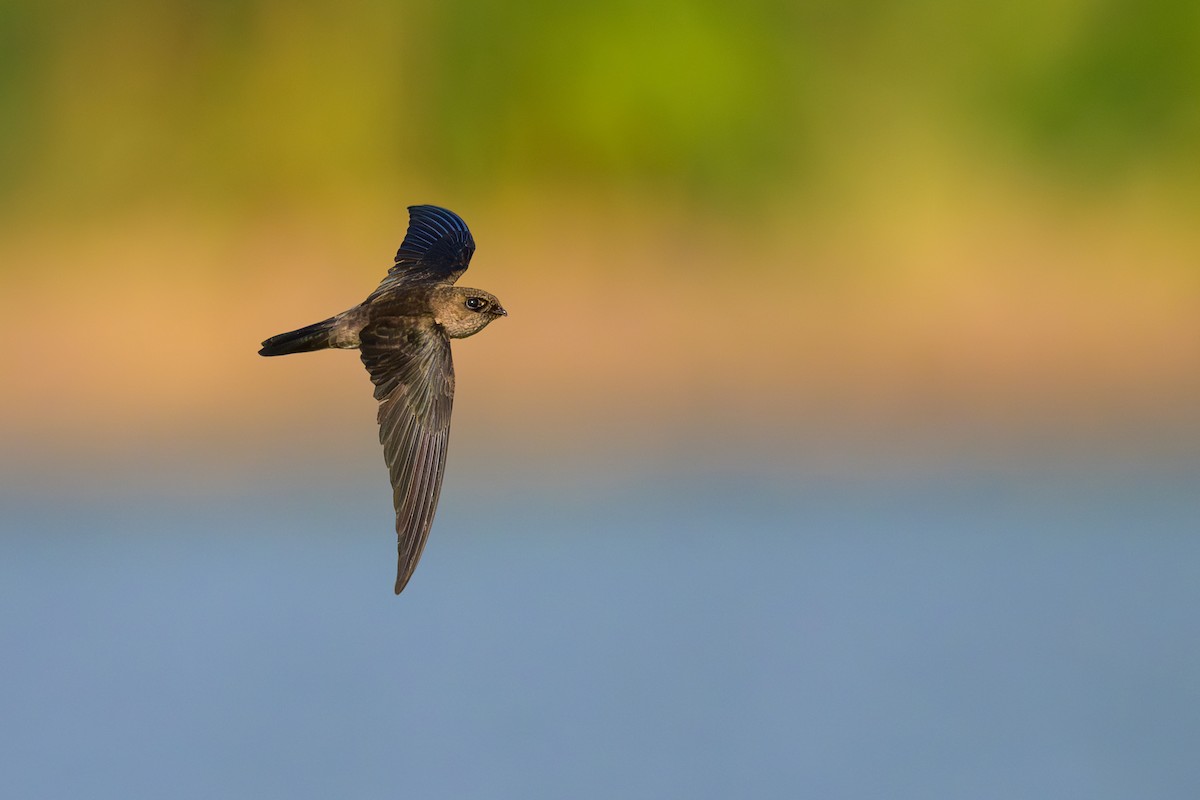 Germain's Swiftlet - ML617126570