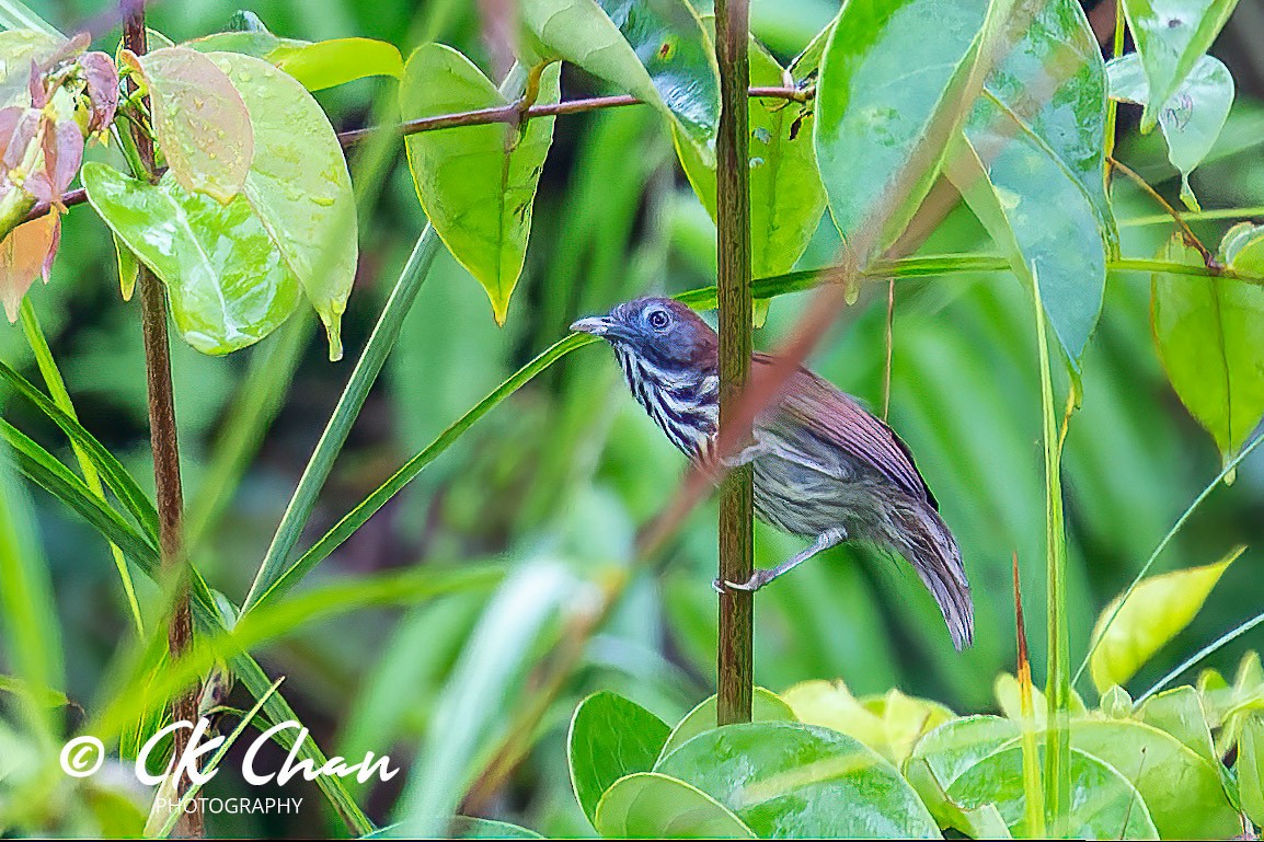 Bold-striped Tit-Babbler - ML617126571