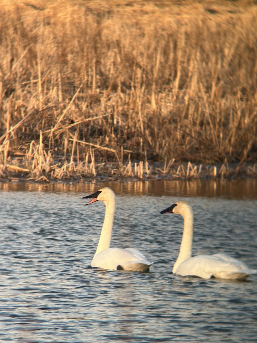 Trumpeter Swan - Brandon Prim