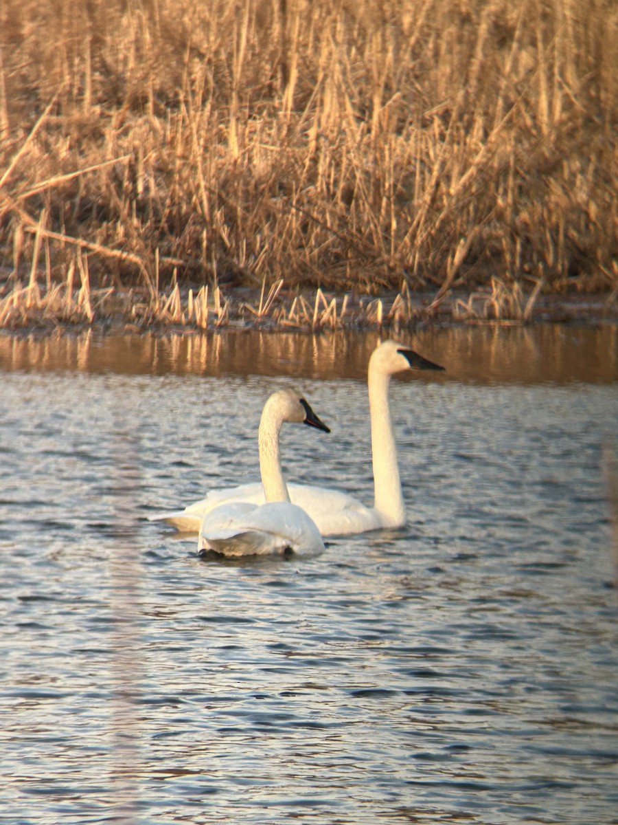 Trumpeter Swan - Brandon Prim