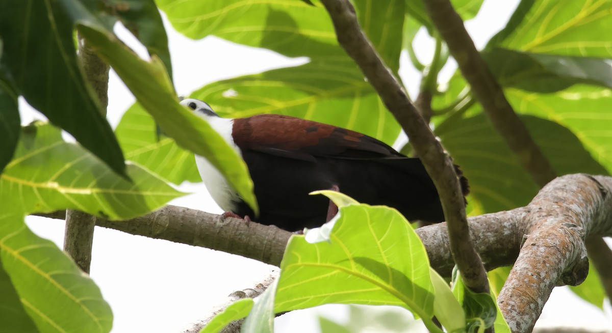 Caroline Islands Ground Dove - ML617126666