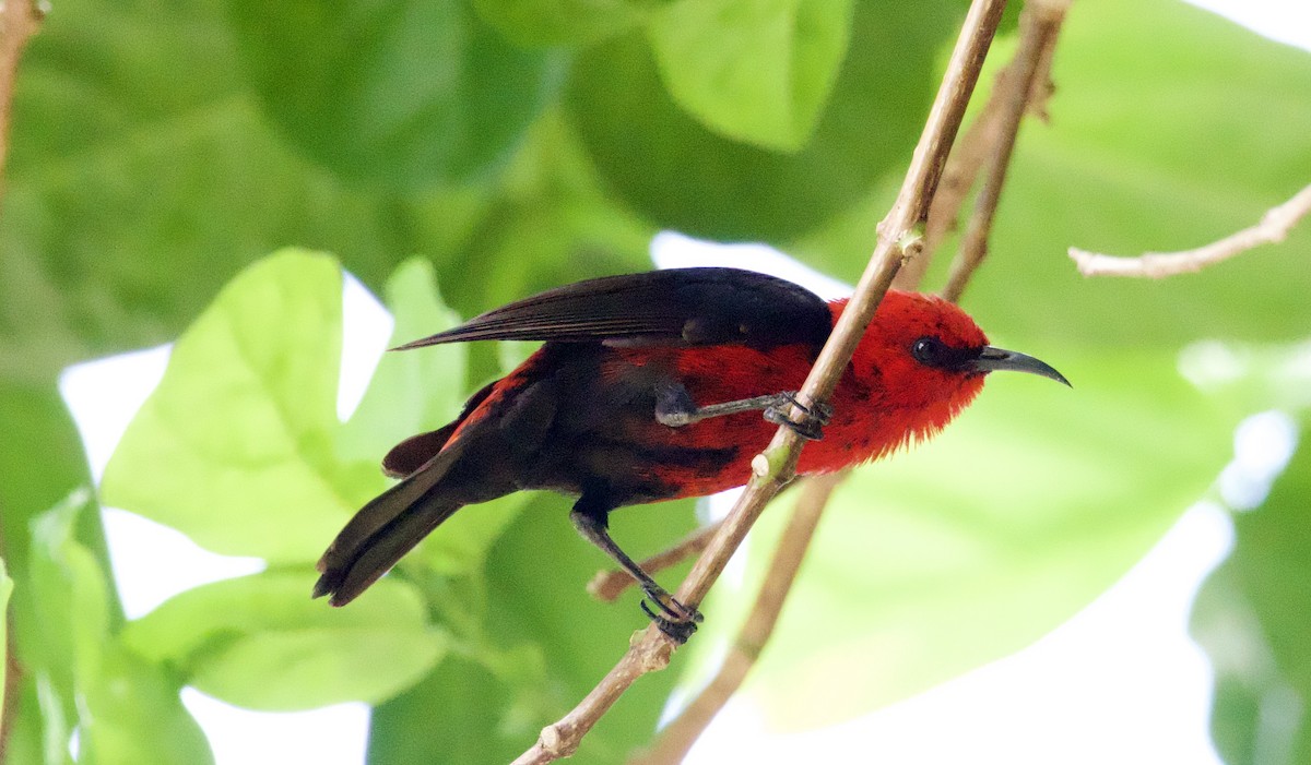 Mielero de Micronesia - ML617126668