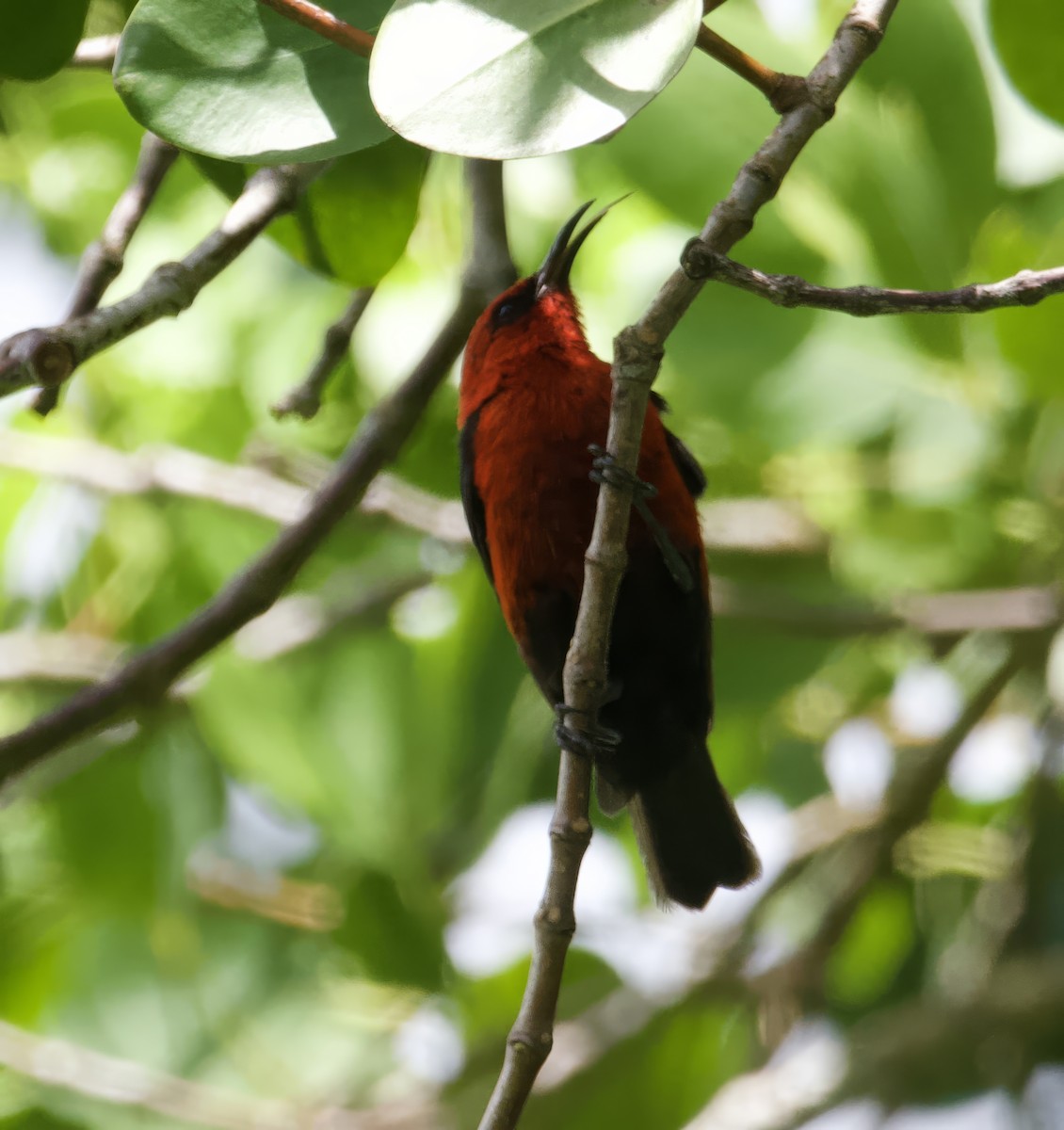 Micronesian Myzomela - ML617126684