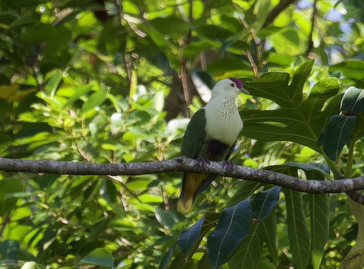 Purple-capped Fruit-Dove - ML617126704