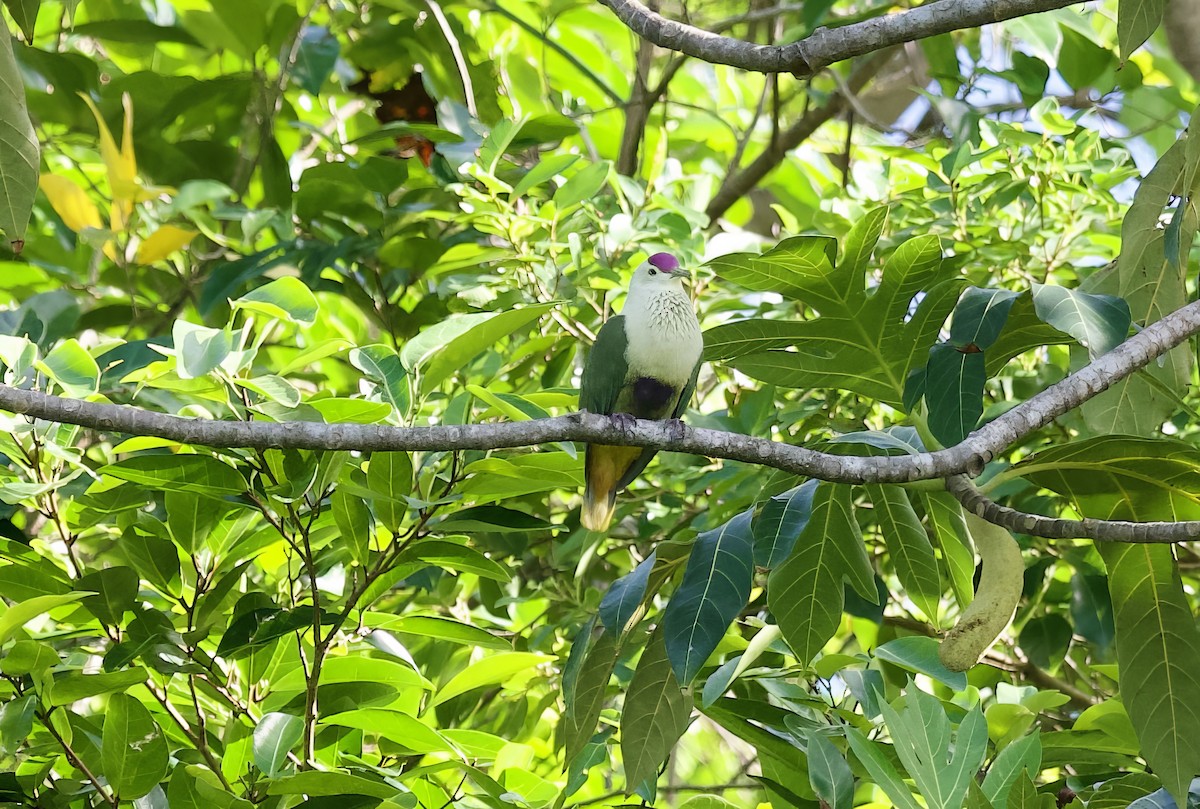 Purple-capped Fruit-Dove - ML617126705