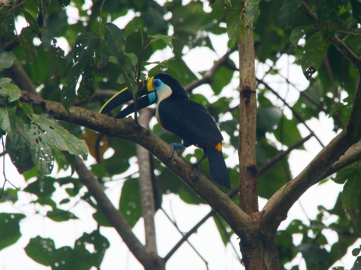 White-throated Toucan (Cuvier's) - ML617126706