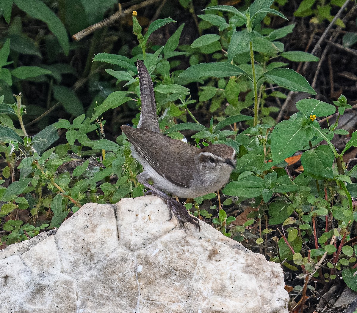 Bewick's Wren - ML617126707