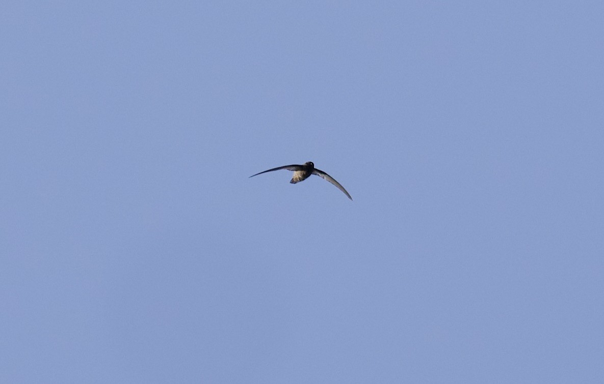 Caroline Islands Swiftlet - ML617126708